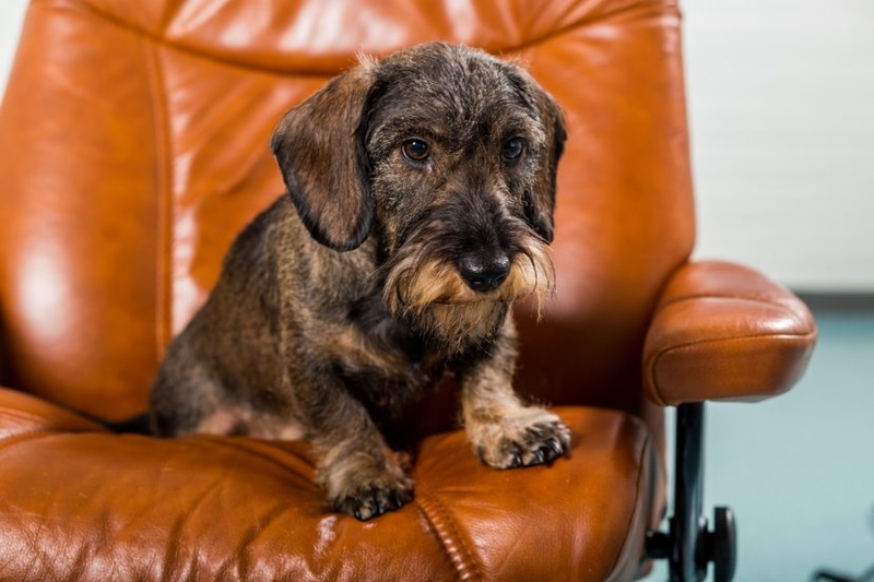 Wie kann man den Net Promoter Score verbessern?